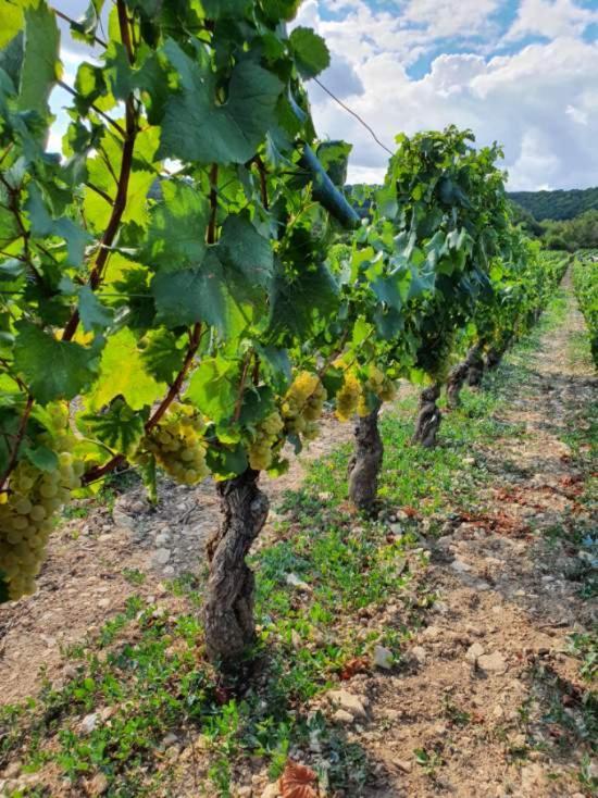 Apartament La Fruitiere Chaudenay Zewnętrze zdjęcie